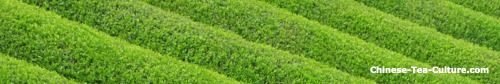 chinese-tea-fields-4336154